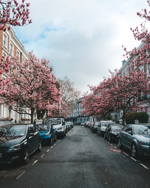 A residential street in South Kensington lined with parked cars on both sides, with several trees in full blossom displaying pink flowers along the pavement. The street is flanked by elegant Victorian